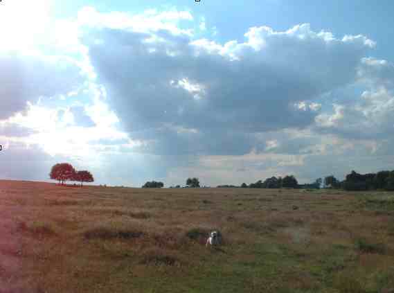 View of Heath Common